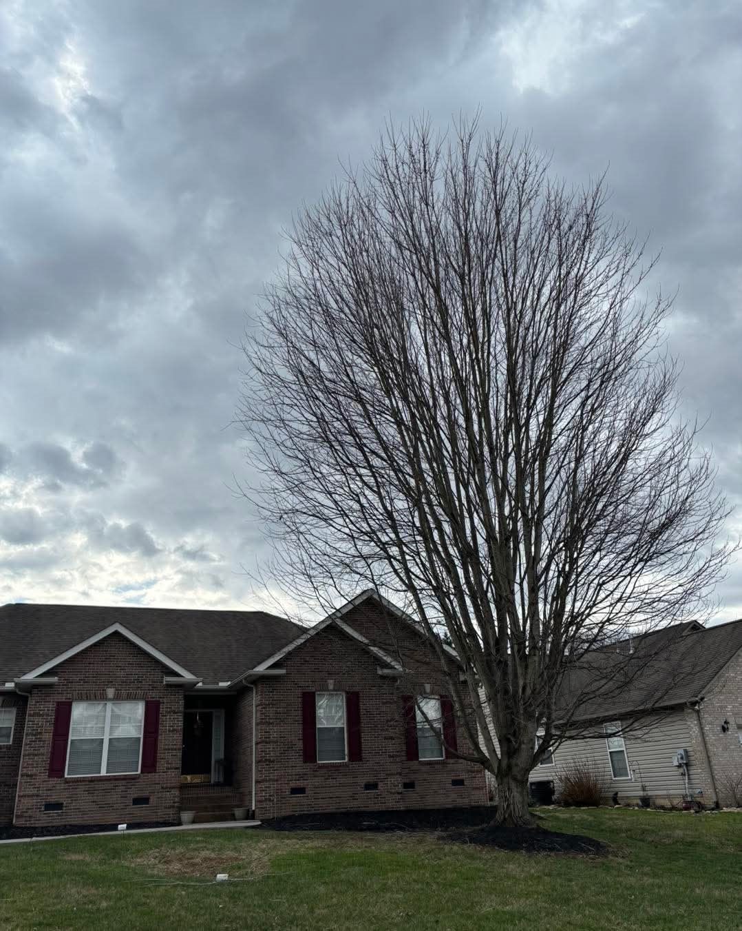 Before: a large tree standing close to the front of a brick home