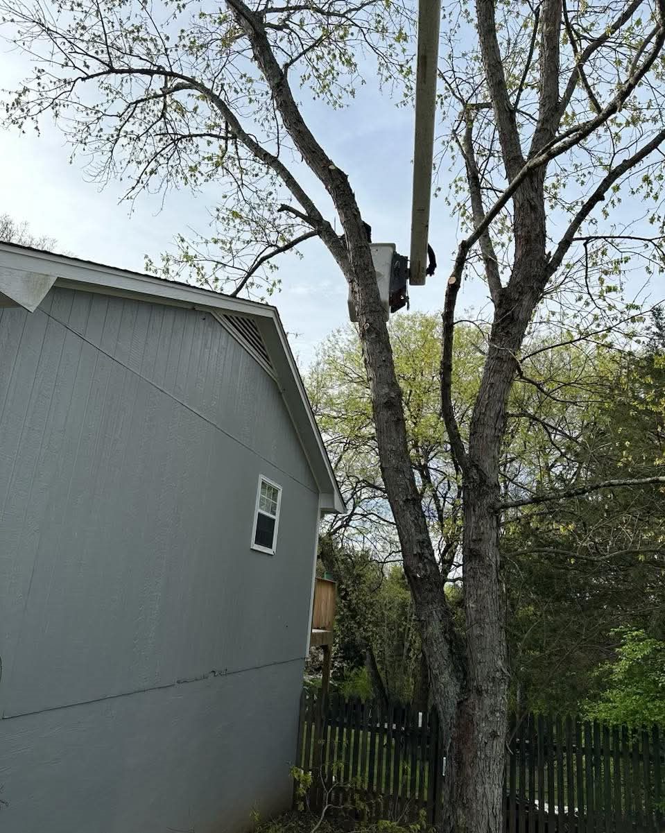 Bucket raised into a tree canopy alongside a garage