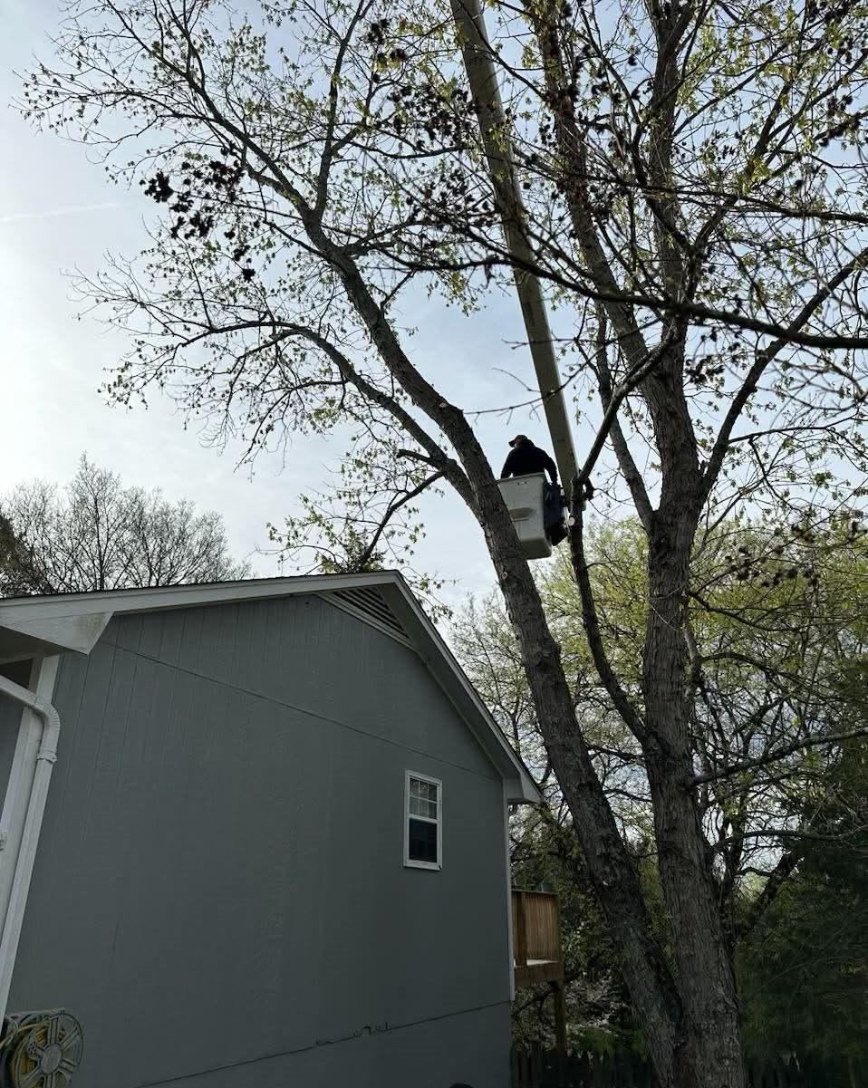 Operator in the bucket taking limbs down above a rooftop
