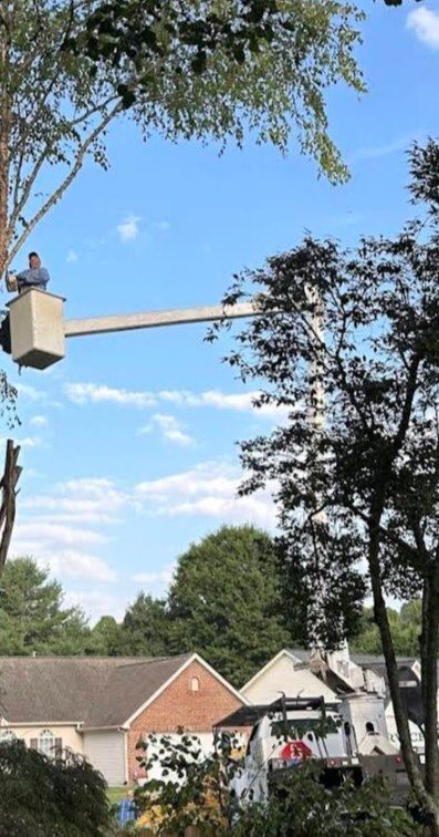Bucket extended high into a tree over a subdivision