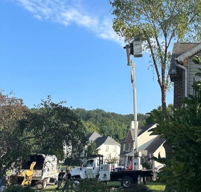 Bucket truck and chipper working a street tree