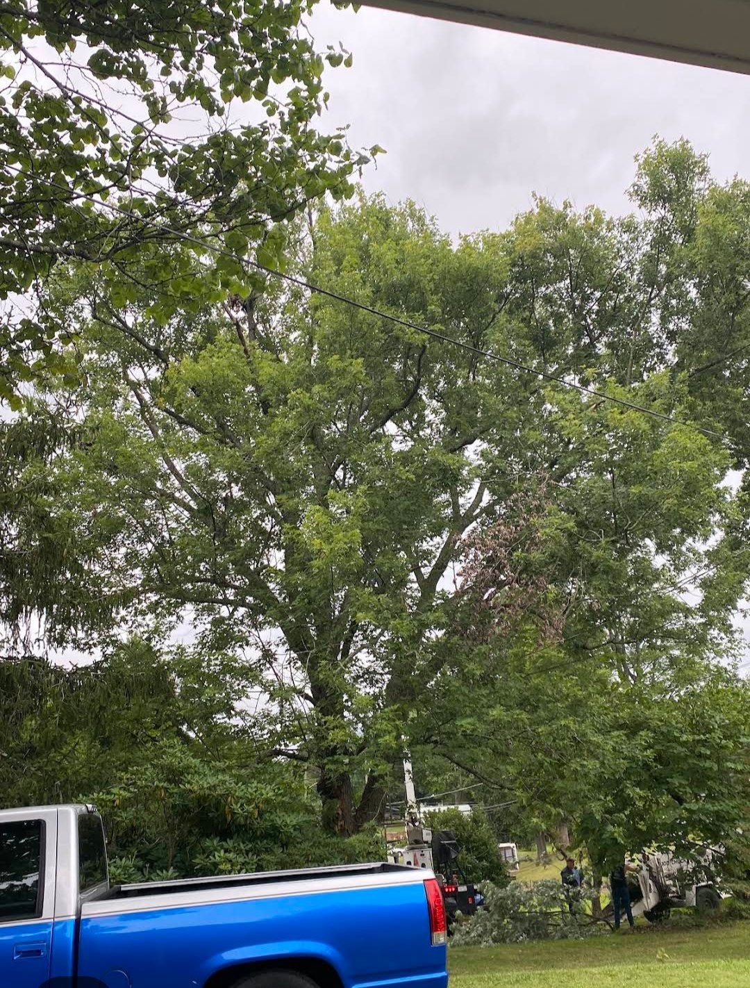 Crew and bucket truck working a tall tree in a residential yard