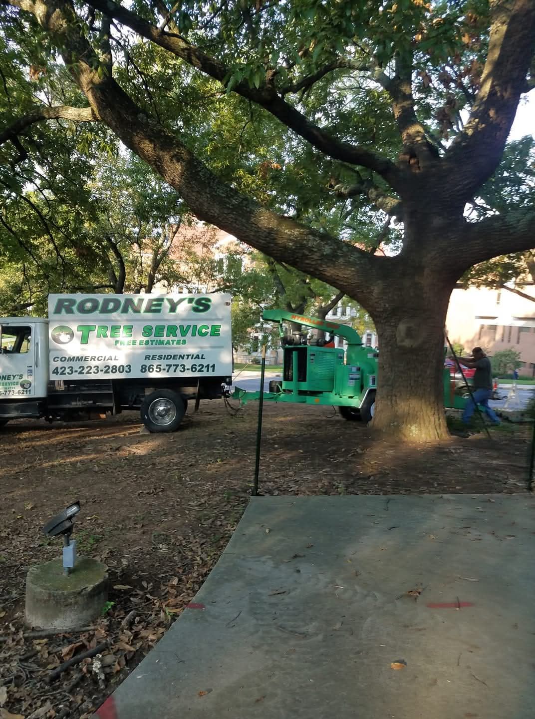 Chipper positioned under a mature oak while brush is cleared and fed in