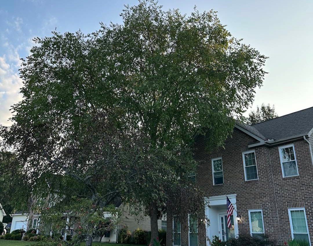 Mature shade tree at a two-storey brick home before removal