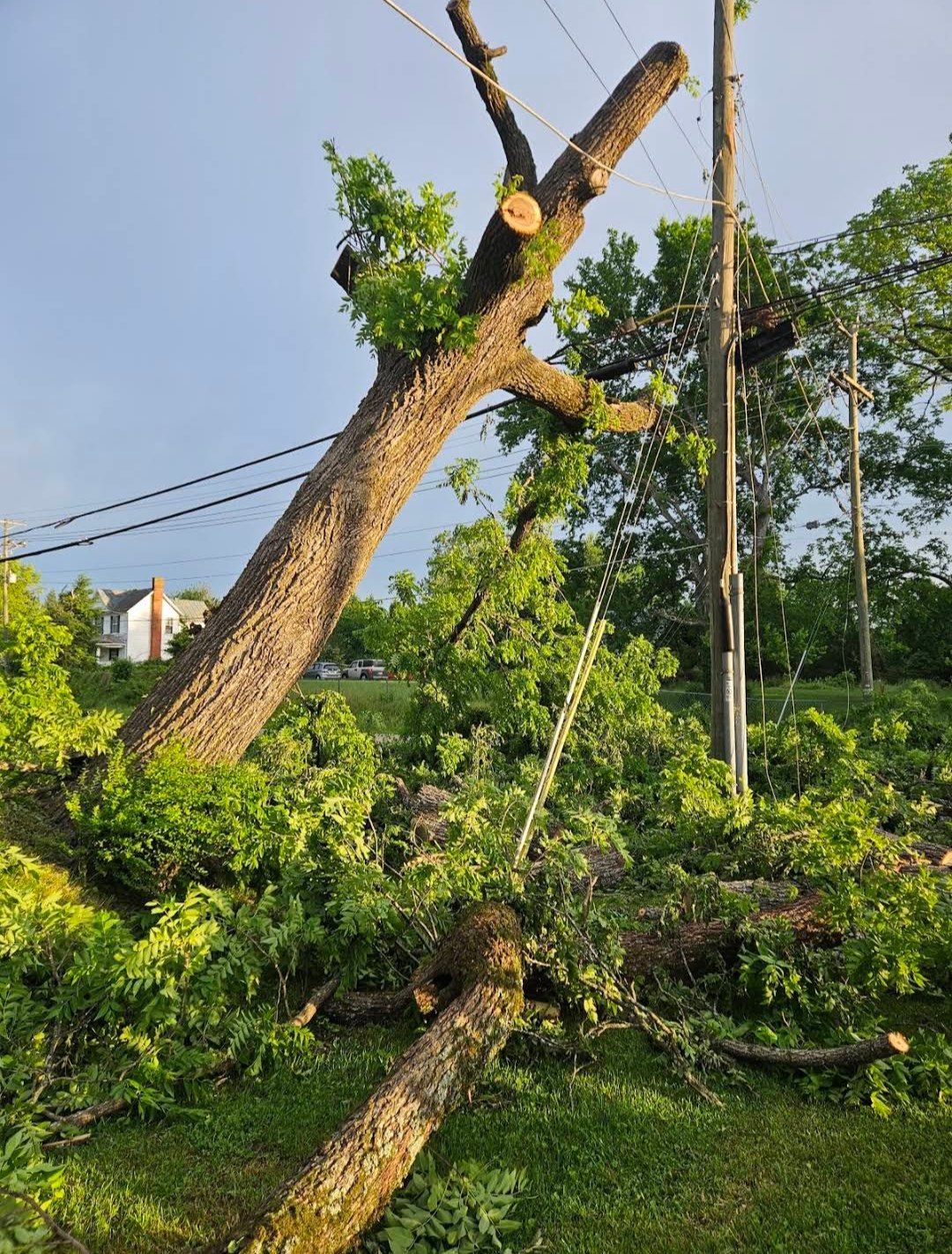 Storm-split trunk leaning into power lines before emergency removal